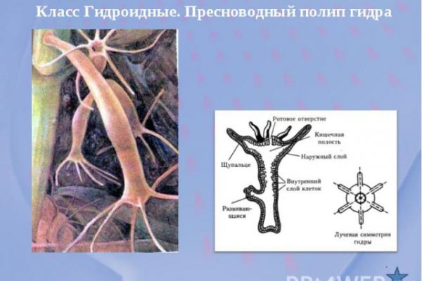 Kraken даркнет переходник